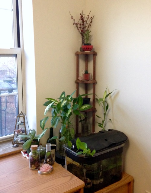 Got to cleaning today and finally put this little corner shelf to use! Having the plants there reall