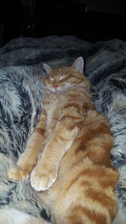 alkaline13:@tumbler-of-cats my sweet little pumpkin pie loving life