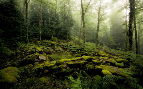 k641739021: (via 500px / Hazy Forest by José Pereira)