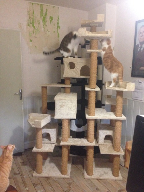 ripperblackstaff: Look at the big fucking ass cat tree i’ve just built !!!! *proud and happy R