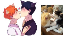 mikanchii:  hinyata’s eagerness suddenly backfires   (^=˃ᆺ˂) &lt;3drew this after @kabokki and i talked about those two kissing cats on twitter// 