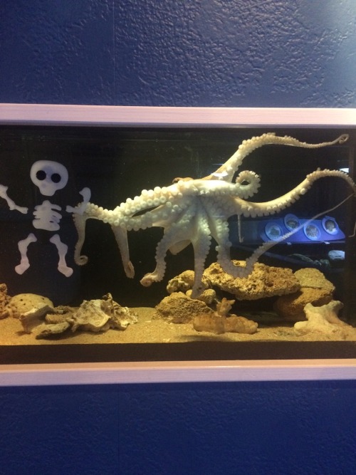 jumpingjacktrash:sea-nerd-adventures:Happy Halloween from our little sea monster! The animal trainin