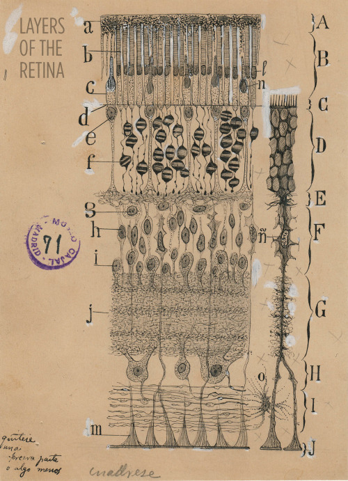 Art and science in beautiful conversation!Here’s a 30-something Santiago Ramón y Cajal hanging out i