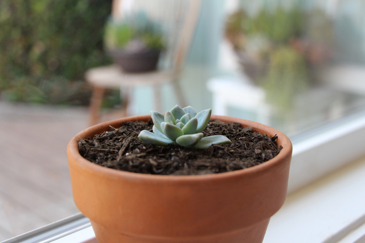 plantsyfaerie:  baelaurel:  Propagating Succulents by Needles + Leaves  graveplants