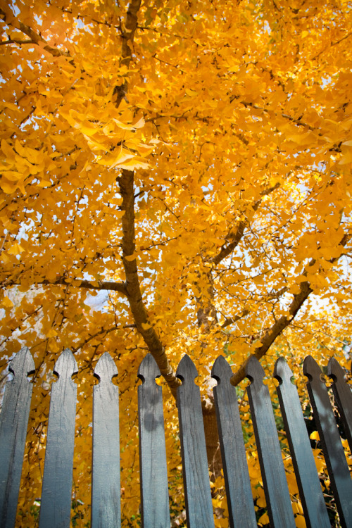 hueandeyephotography:Golden Leaves, Charleston, SC © Doug Hickok  All Rights Reserved