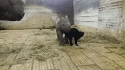 archiemcphee: Because sometimes what you need most is an affectionate black cat making friends with a mama rhino and her baby. [via /r/babyrhinogifs] 