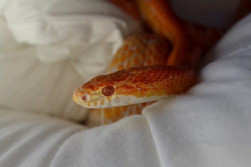 A curious noodle