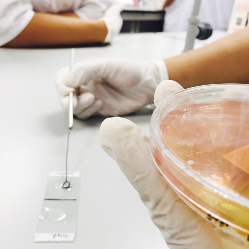 Coagulase Test
