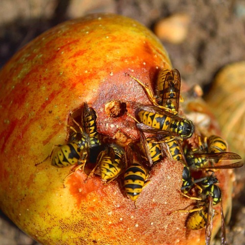 thebwshow:Photo of the day 16th February 2020 - Feeding Time #wasps #insectphotography #photooftheda