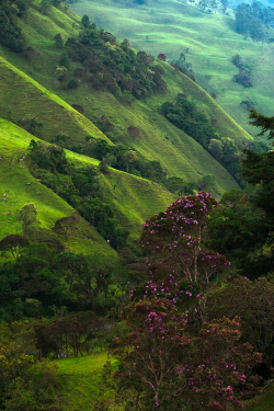 tulipnight:  Emerald Hills by Thomas Dawson