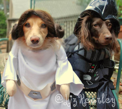 dorkly:    20 Amazing Cosplaying Dogs  