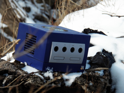 tacomao: and here we see the Gamecube in it’s natural habitat. What a beautiful, majestic crea