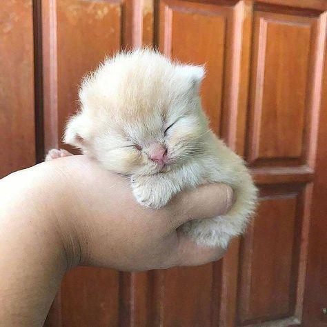 mikkeneko:  cheile:  kittehkats: Kittens Sleeping in Peoples Hands  Precious babies.  Fashionable Hand Accessories 