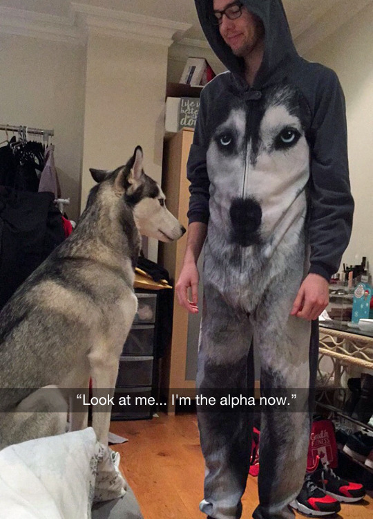 tastefullyoffensive:  (photo via upnupchi) 