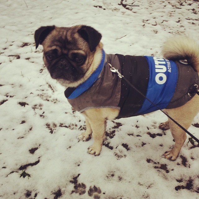 ihugpugs:  Dog Lover Shirts: http://bit.ly/1sIvs6I 