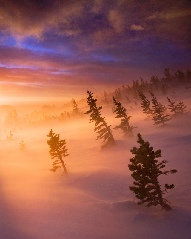 torace:  Ghosts of the Tundra 