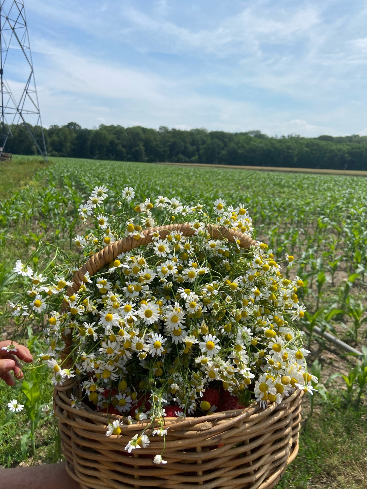 bright-goals-deactivated2022103:Picked Strawberries, camomile and lavender today