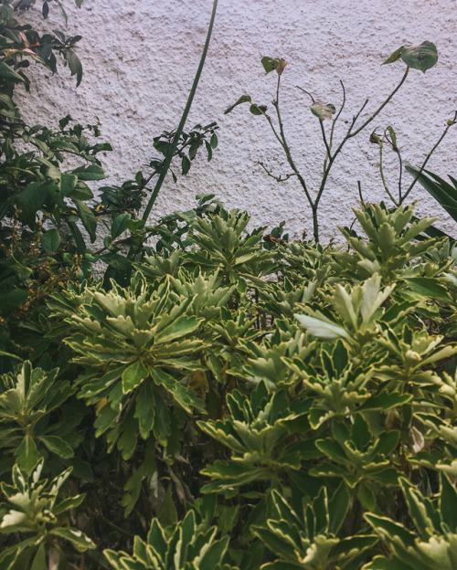 Just a few of my favourite plants and trees that we have been looking after here at Lagou Raxi Count