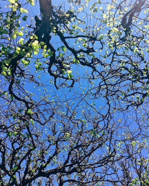 #instapic #instadaily #picoftheday #springday #sweden #swedinbloom #spring #cityrambler #trees #wand