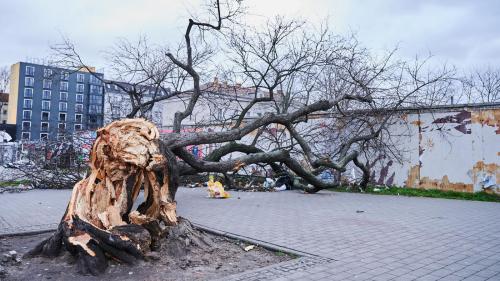 Der Kirschbaum* in der Warschauer :(*sprich: kürschbaum