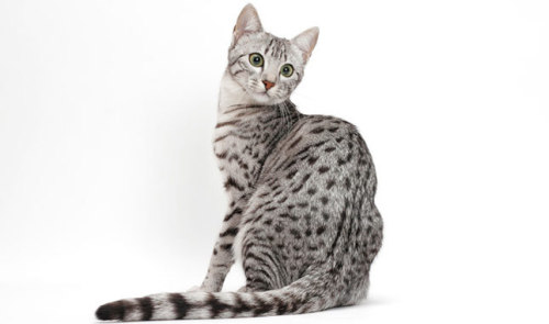 ottermatopoeia:thesixpennybook:historical-nonfiction:The Egyptian Mau is probably the oldest breed o