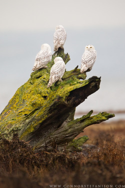 wanderthewood:Snowy Owls by www.connorstefanison.com