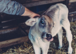 tinygypsea:  lifeinmotion84:  The calf loved the pets!  Everybody loves the pets. 