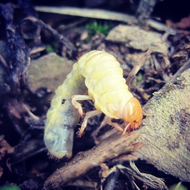 #gusano #mojojoy #worm