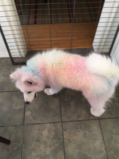 cardozzza: memeufacturing: im-prada–u-nada: “he rolled in chalk, now he’s art&rdqu