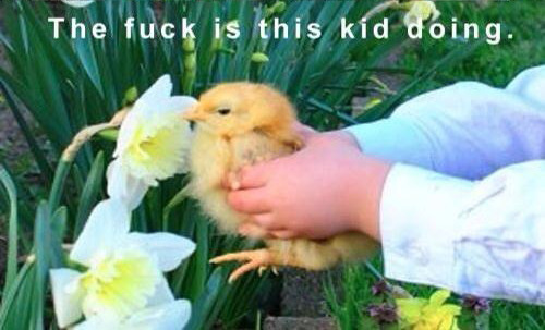 loveinglifechic:  robotemperor:  smell the goddamn flower you piece of shit baby chicken  Hummingbird pollinate and you’re a bird so fucking pollinate