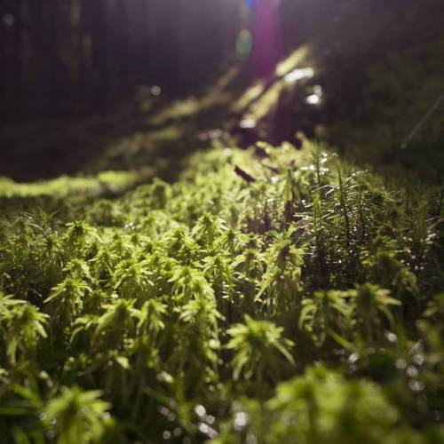 Spagnum Moss in the sunshine.#landscapephotography #nature #walking #plants #hiking #outdoors #dar