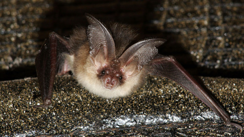 Grey Long Eared Bat?