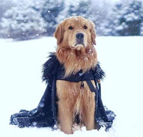 I shall marry no other doggo, dig no holes in lands, and father no puppers.  I shall wear no fancy collars and win no dog shows.  I am the bork in the darkness.  I am the watcher at the window.  I am the shield that guards the house of the hoomans.