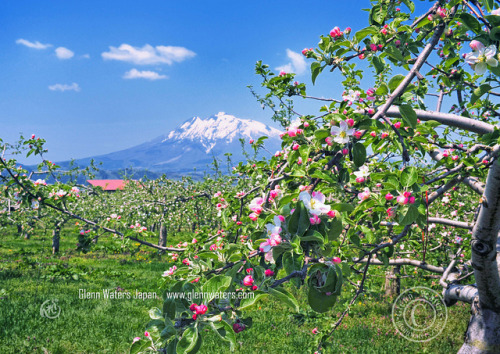 Apple Blossoms and Iwaki Mountain (Hirosaki Japan).