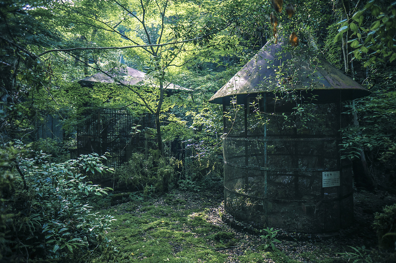 elugraphy:Abandoned   playground in forest 01.