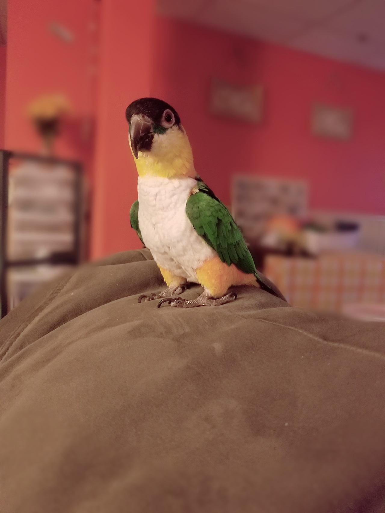 crazyparrotlady:   beakybirds:  I’m so grateful to have moments where you aren’t