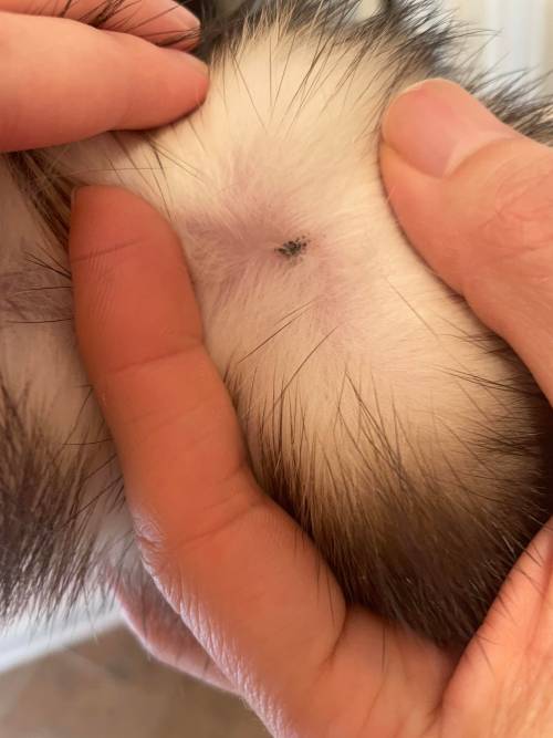 help! my 2 ½ year old ferret has a weird scab thing! : ferrets