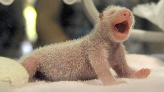 sixpenceee:  The following is what newborn baby pandas look like. 