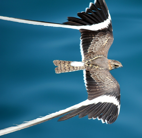 Falconry