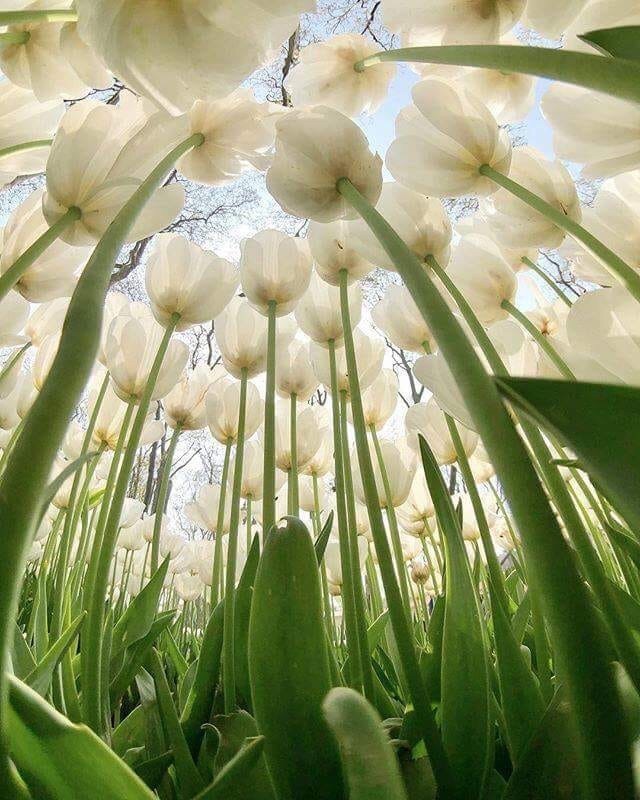 Mark de Raad's Tumblr bits... — Who knew tulips from underneath would be  so...