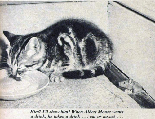 yesterdaysprint:

Picture Post,  England, May 18, 1957 #Cats#v