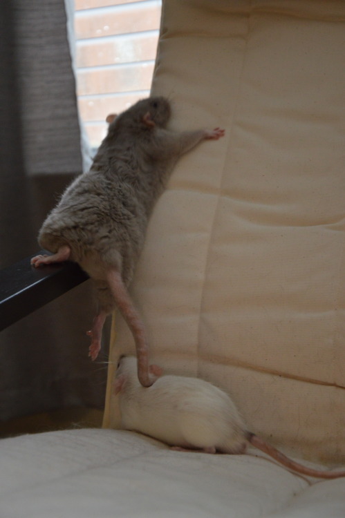 karasratworld:  Climbing the chair proved to be too much of an adventure for Gus :P