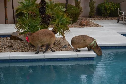 Hup! #capybara #capibara #capivara #carpincho  www.instagram.com/p/CJJbORhg8PI/?igshid=1rm2f