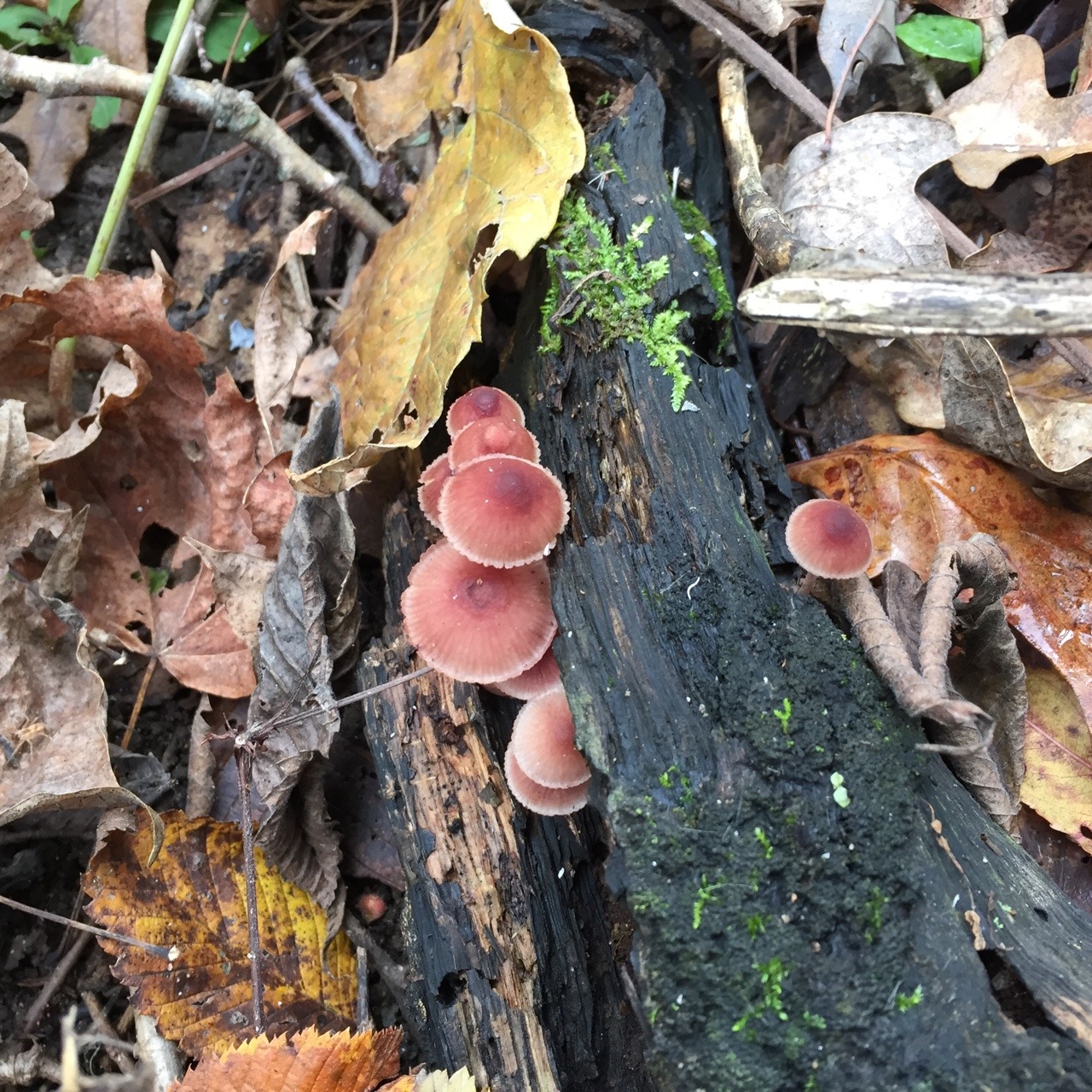 Fungi at NICHES&rsquo; Black Rock Preserve