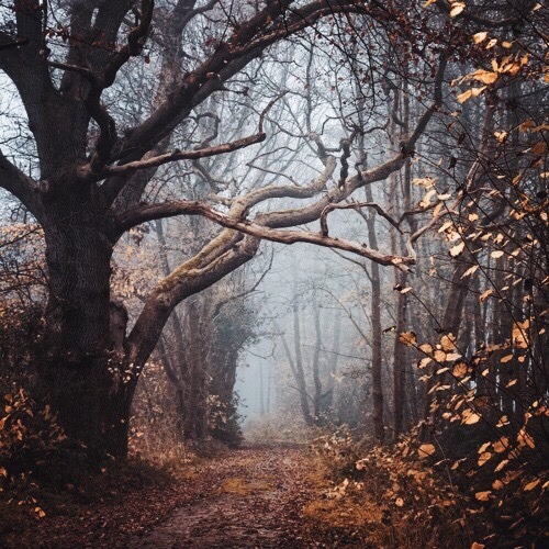 aaesthetic-angel:Autumn pt.4