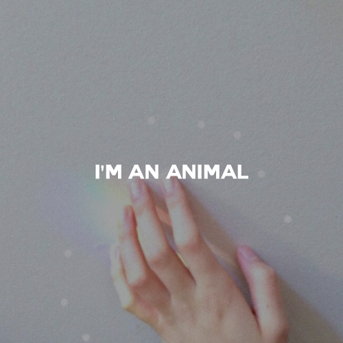 pleasejulia:  animal // troye sivan