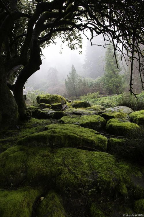 spiritofthewoodlands: Gate by Mustafa Akarsu