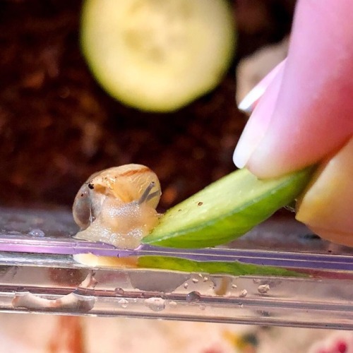 microaffections: Last summer, my 6yo asked if we could have pet snails and then eventually informed 