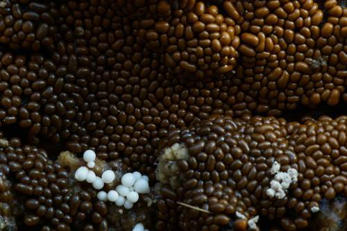 Foranderlig hårbold Lat: Trichia varia #mushroomspotting#mushroomhunting#danishmushrooms#fungi