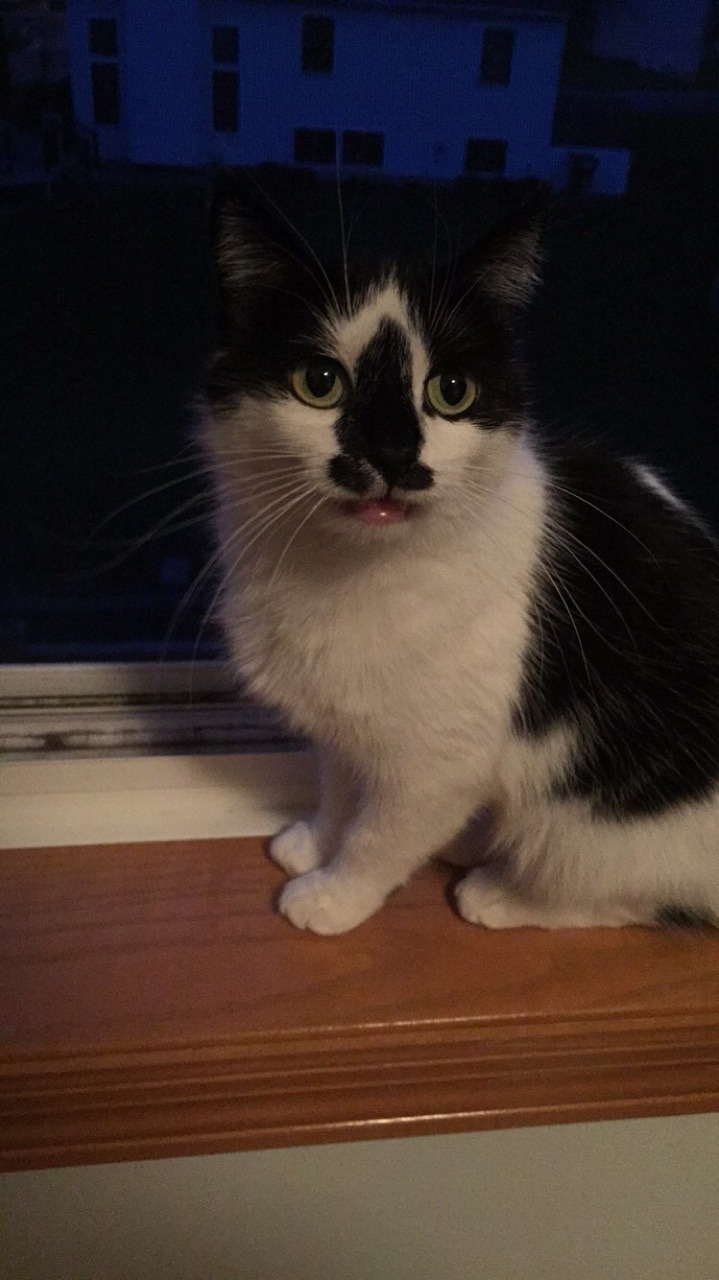 derpycats